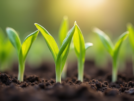 Embrace Spring with Traditional Chinese Medicine Tips for Lichun