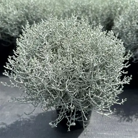 Planten 'Calocephalus'