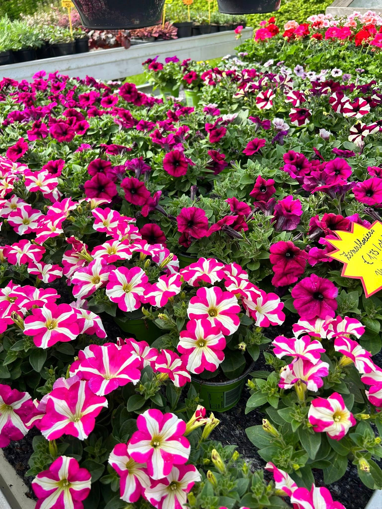 Planten - Zomerbloeiers - Surfinia's