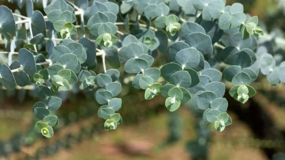 Planten - Eucalyptus - Vaste plant