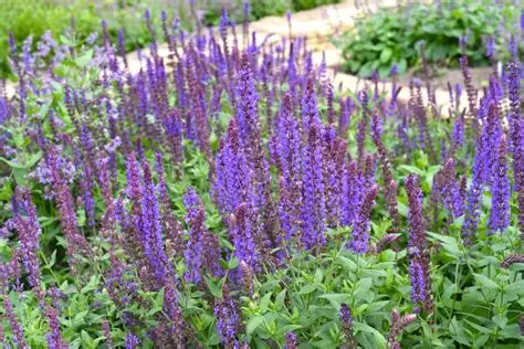 Planten - Salvia - Vaste plant