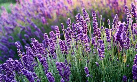 Planten - Lavendel Munstead - Vaste plant