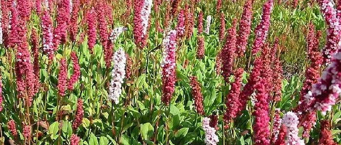 Vaste planten - Persicaria