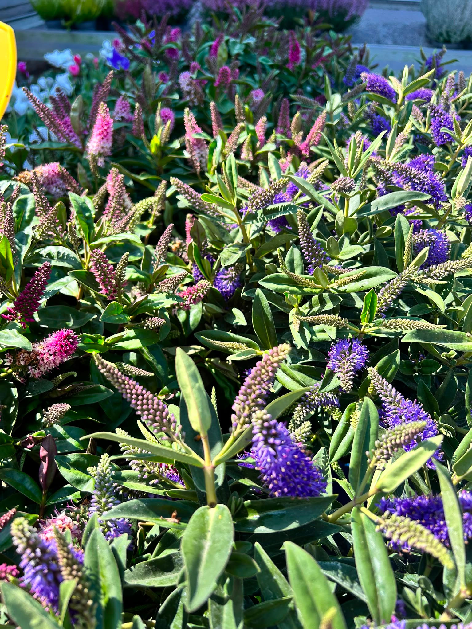 Planten - Hebe Grethe
