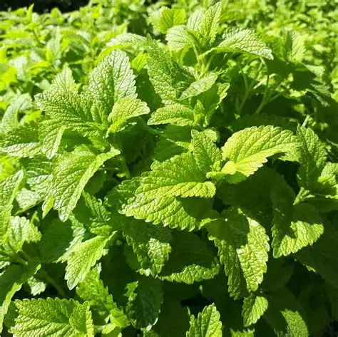 Planten - Citroenmelisse - Vaste plant