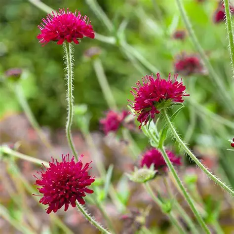 Planten - Knautia - Vaste plant