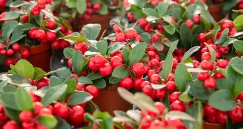 Planten 'Gaultheria'