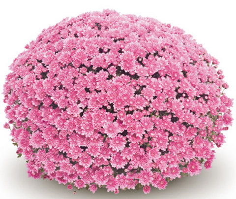 Chrysant - 'Licht roze' kleur