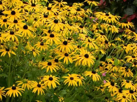 Planten - Rudbeckia - Vaste plant