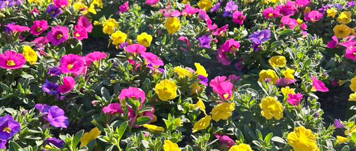 Planten - Zomerbloeier - Trio million bells