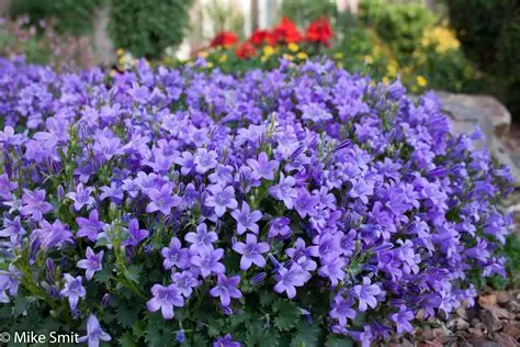 Planten - Campanula - Vaste plant
