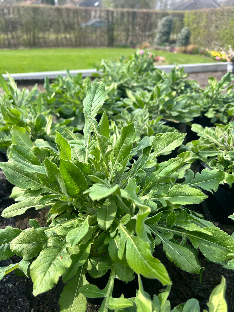 Thumbnail: Planten - Knautia - Vaste plant