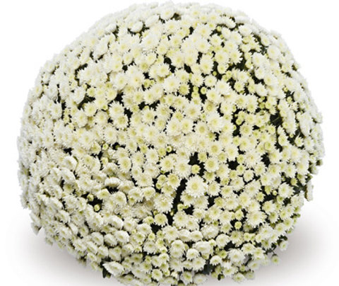 Chrysant - "Wit" kleur