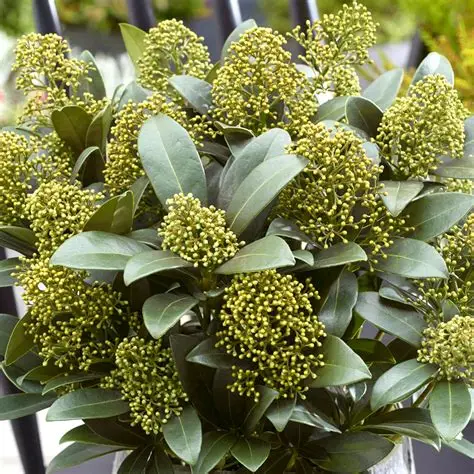 Planten - Skimmia rubella - Vaste plant