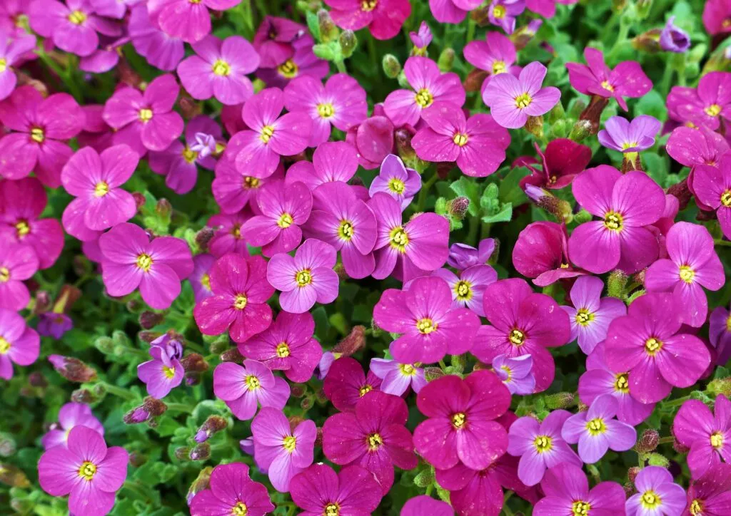 Planten - Arabis - Vaste plant