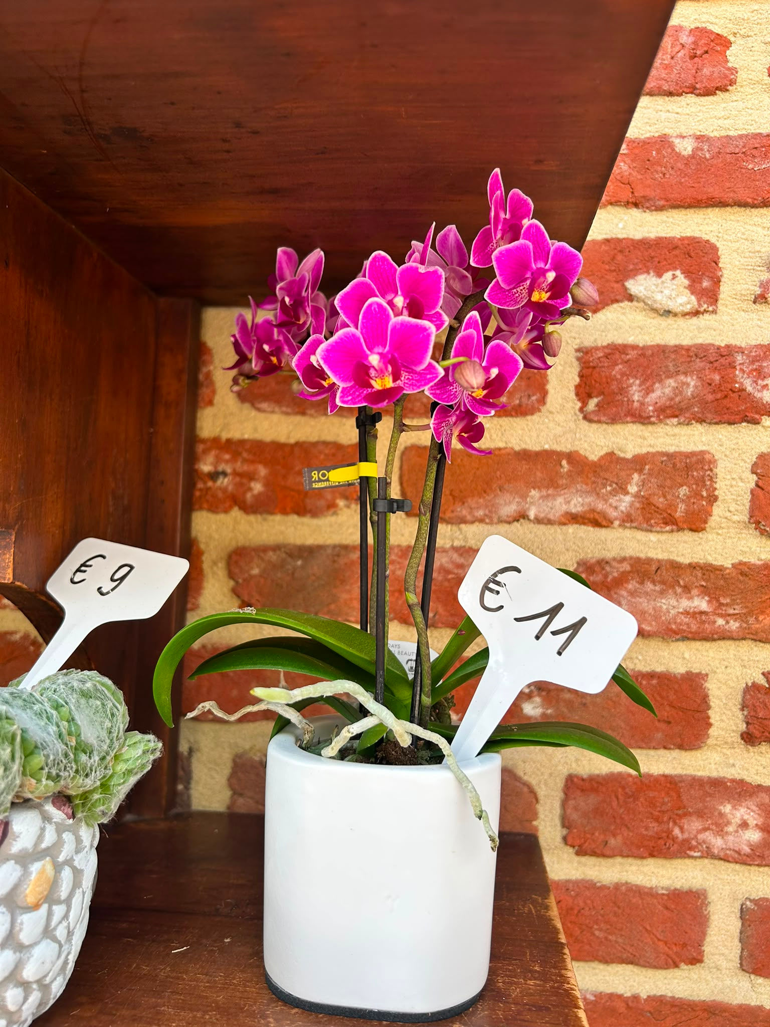 Planten - Orchidee optiflor