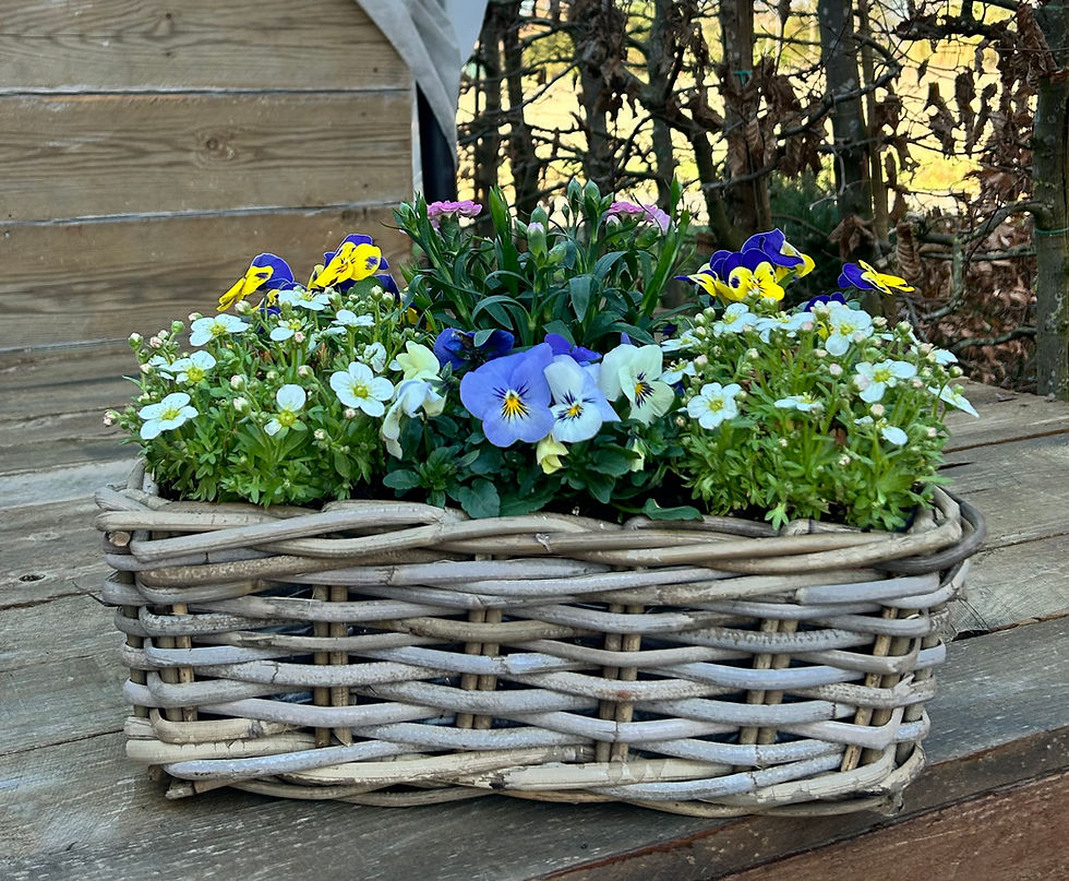 Thumbnail: Planten 'Coupes'