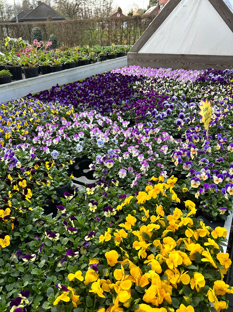 Thumbnail: Planten 'Viooltje'