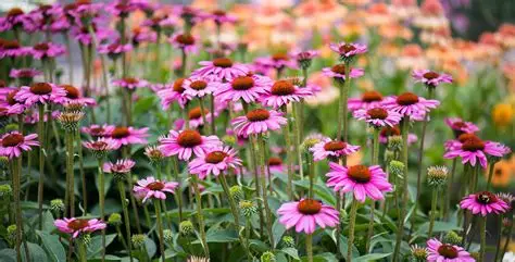 Planten - Echinacea Purpurea - Vaste plant