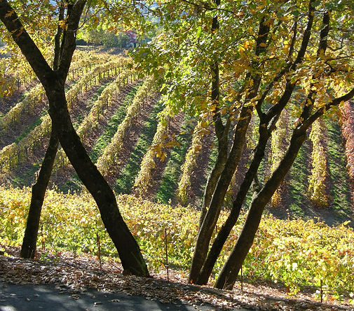 DSCN5462.jpg