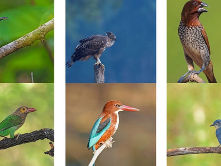 Birdwatching in Kanha National Park: What to See & When