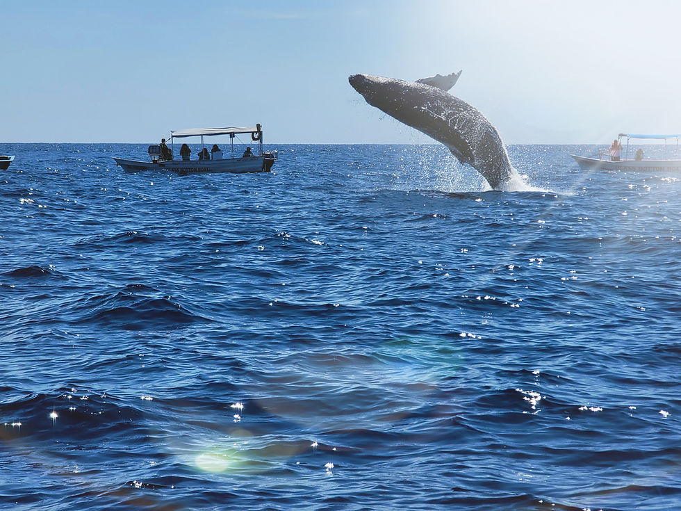 Breeching Whale
