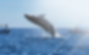 A Whale of a Time in Los Cabos