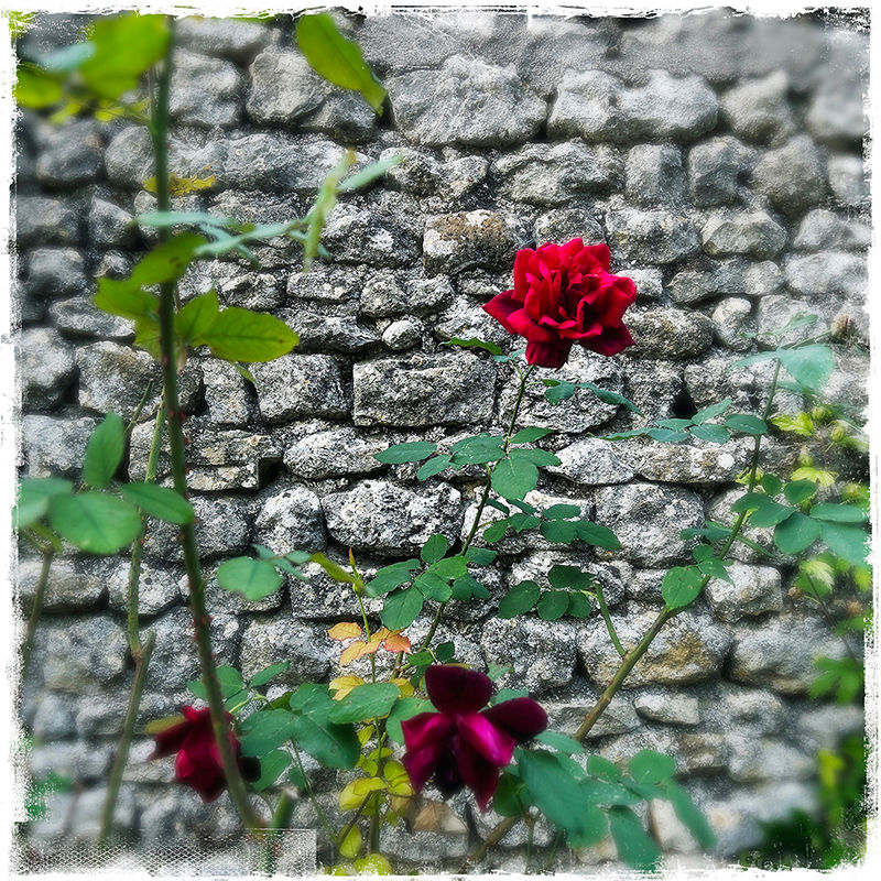 Rose, Yévre – la – Ville