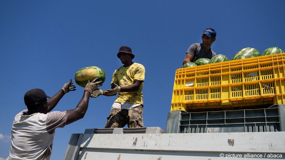 African immigrants employed in the harvest of watermelons in Calabria, Italy, during one of the hottest summers in history ( Aug. 13, 2022) - Credits: picture alliance / abaca