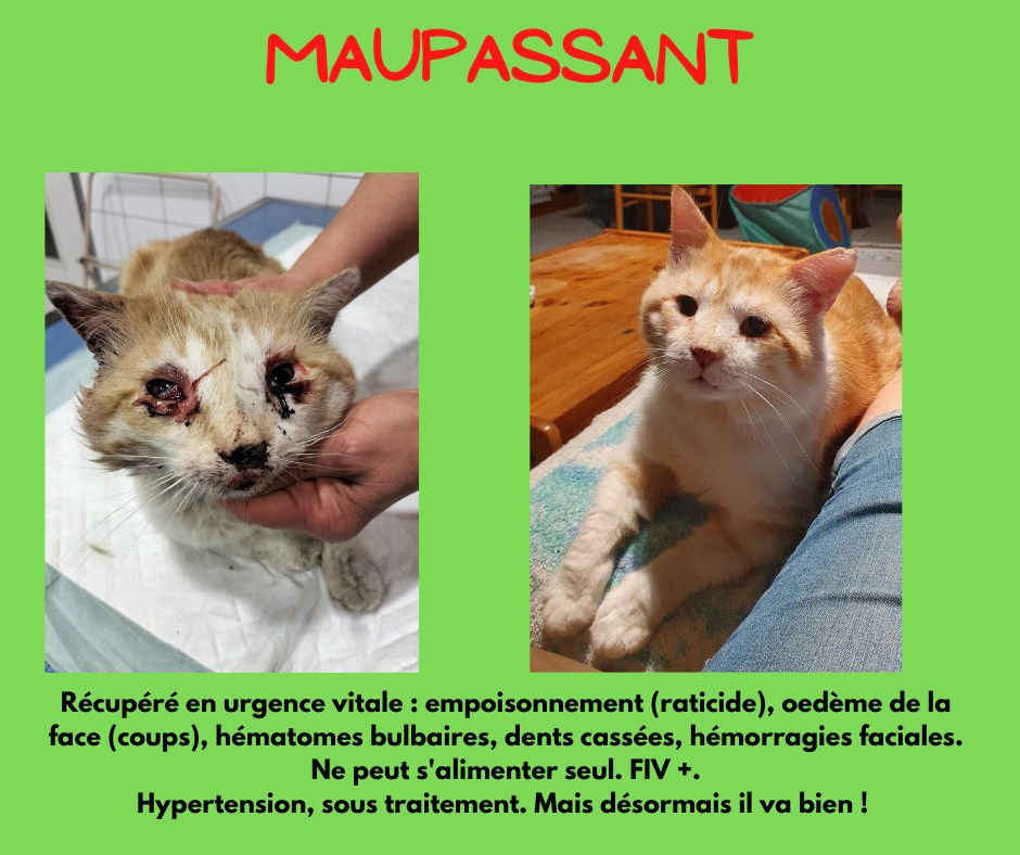 Des nouvelles de Maupassant