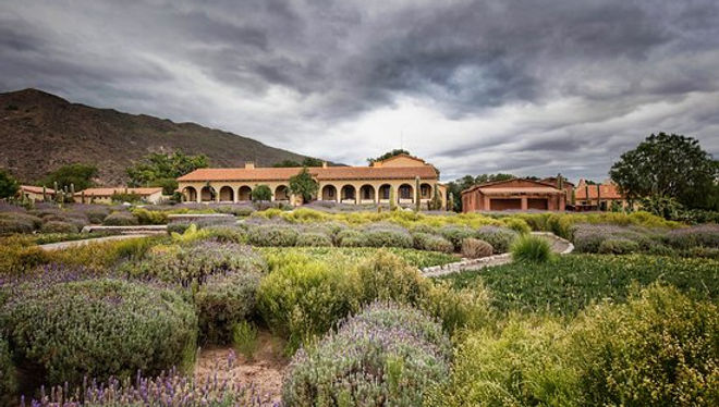 Nom historique de Salta ressuscité par une nouvelle génération. Vins d’altitude (lumière intense, nuits fraîches) à la fois aromatiques et toniques.
