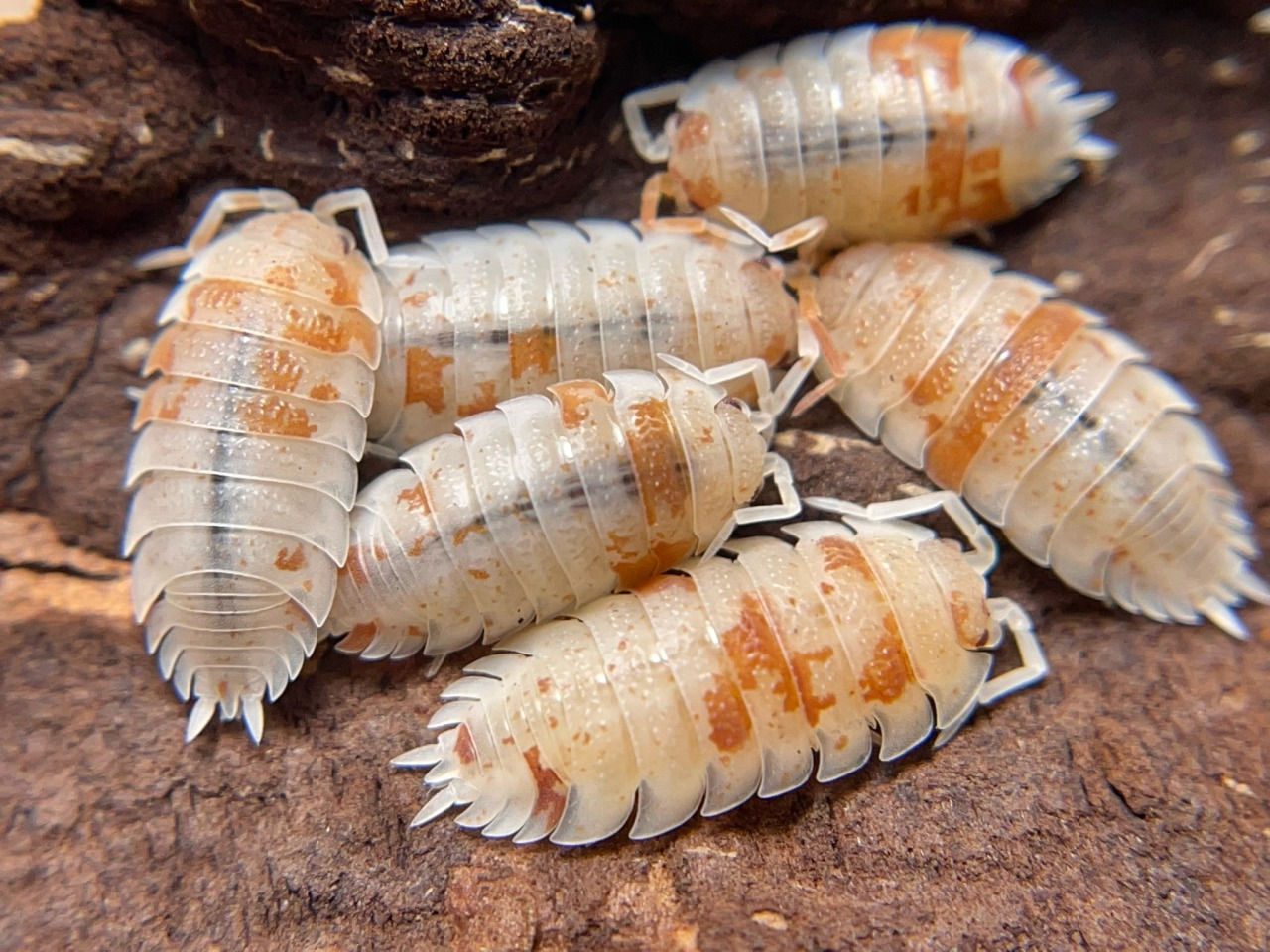 Porcellio Scaber "Orange Dalmation"