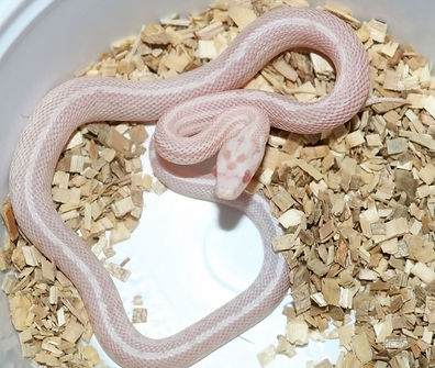 Cornsnake baby
