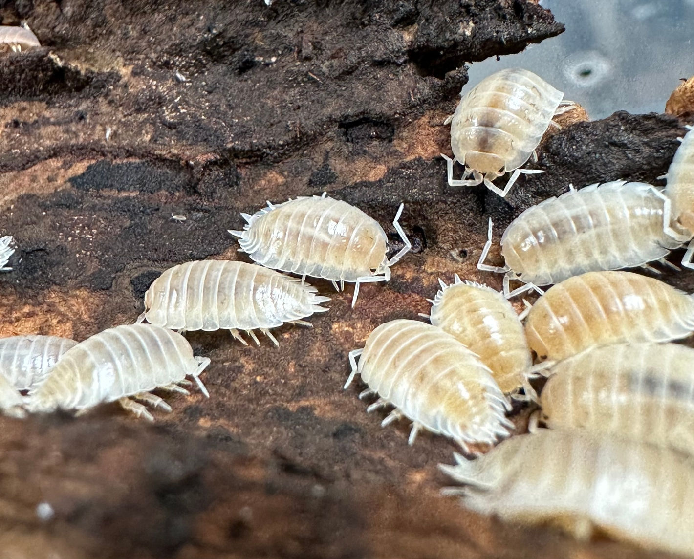 Porcellio Laevis "White"