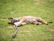 Registration for Puppy Test Assessment