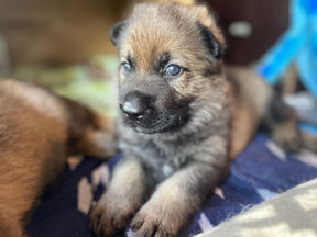 28 Days Later… 🐾