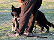 Pedigree Certificate Recognition