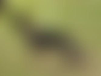 Kanikular Cirsei du Soleil – 2024 WGSDCA National Championship