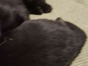 The Breakfast of Champions