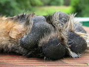 Stud Dog Advertisement 