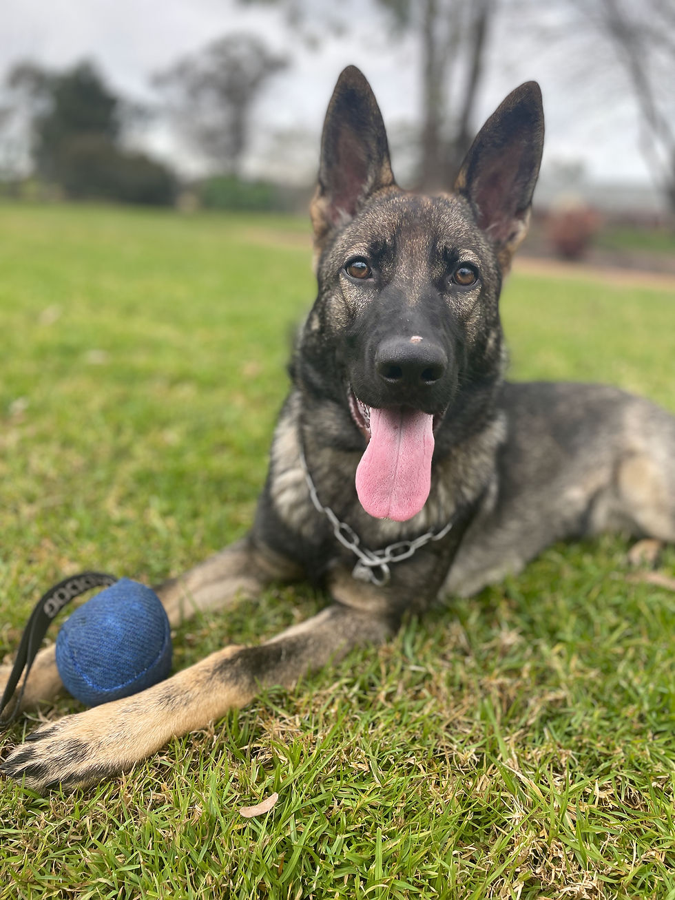 Circei du Soleil ZAP-W, AID, IGP1 