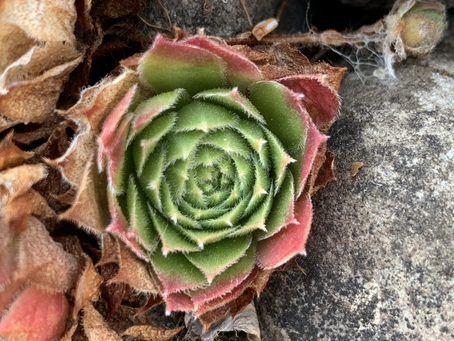 My Fifth BCI Session – Ideas From Nature, Round 2