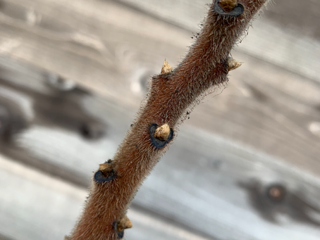My Seventh BCI Session – Reflecting on Biomimetic Design