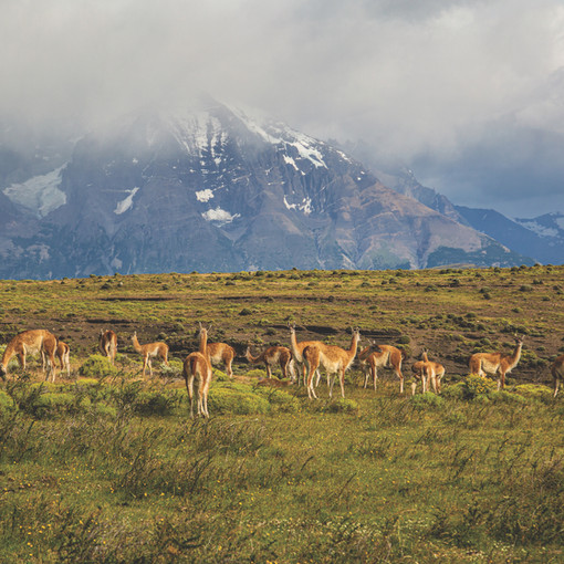 JOANNA-KALAFATIS_PATAGONIA - 5 of 16.jpeg