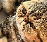 IMG_9406.jpeg