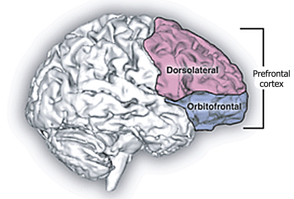 dorsolateral prefrontal cortex