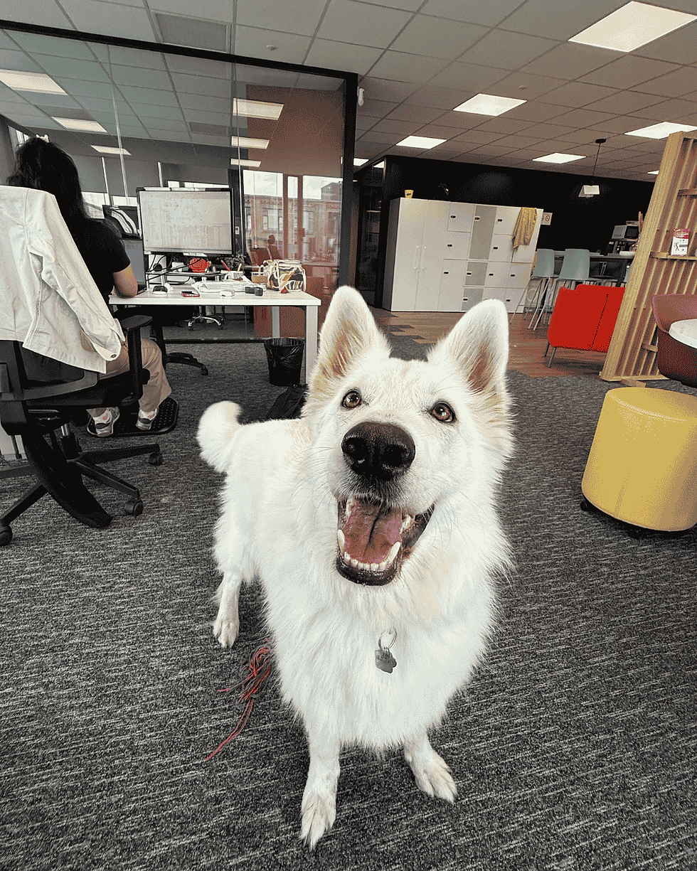 Dog-friendly offices: why welcoming a dog at work is a genuinely good idea