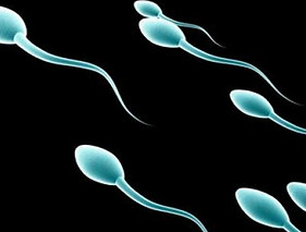 sperm-660.jpg