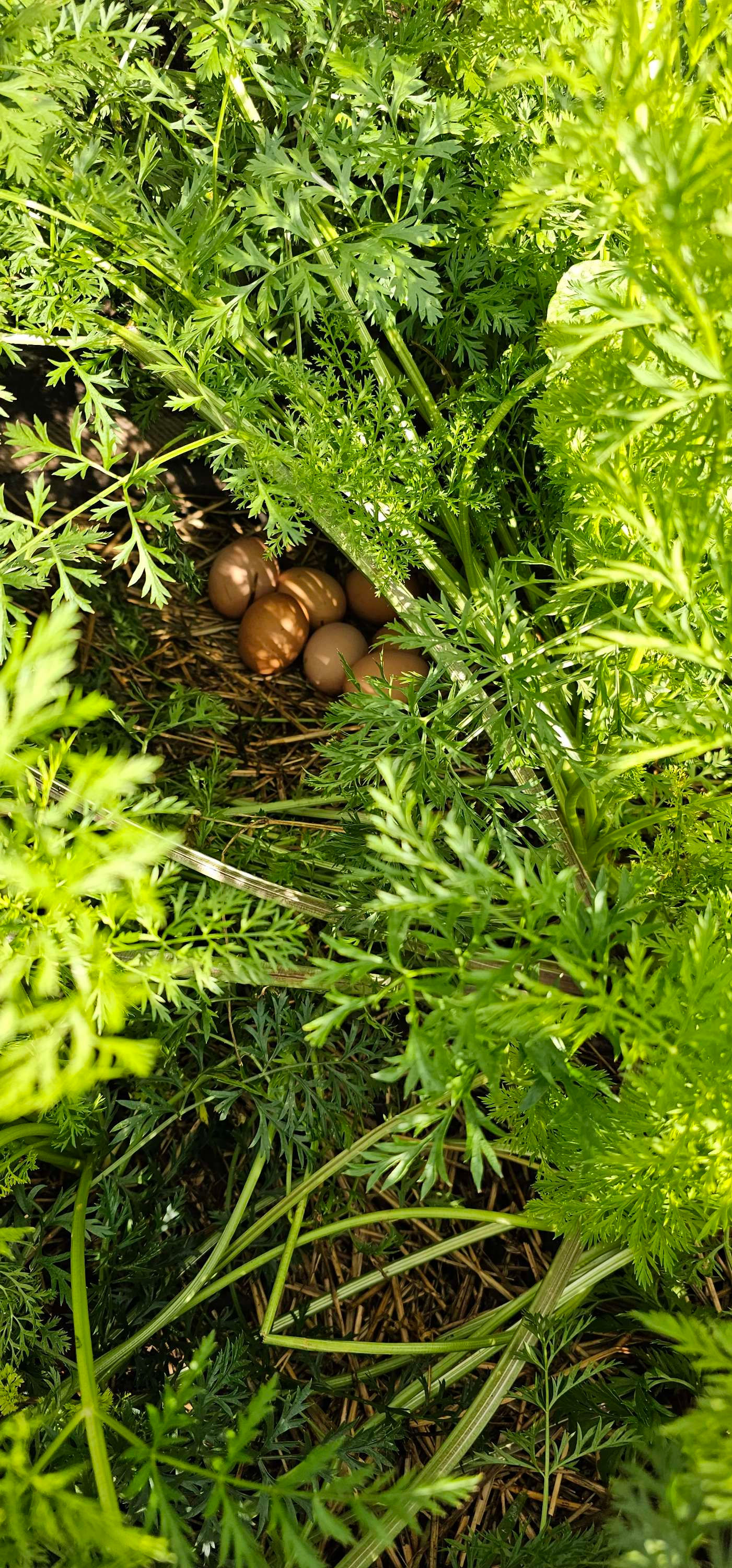 Chicken eggs