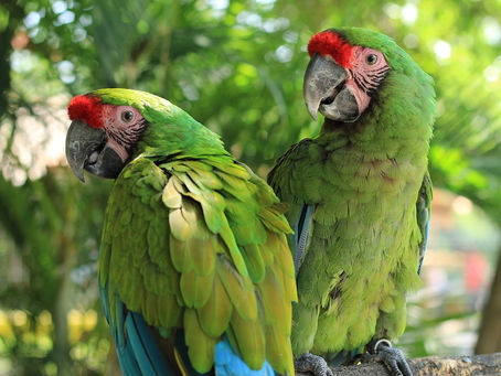 Wildlife Adventures in Riviera Maya